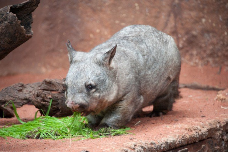Le Wombat, on dirait une sorte de petit cochon