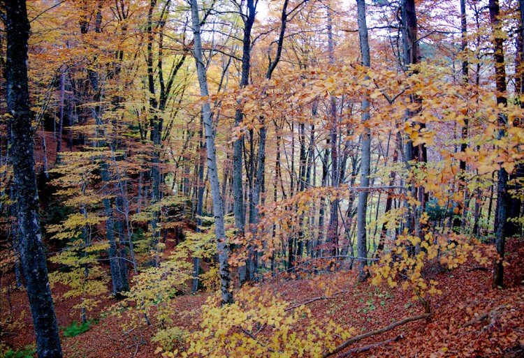 Abime-de-bramabiau-cevennes-le-bonheur