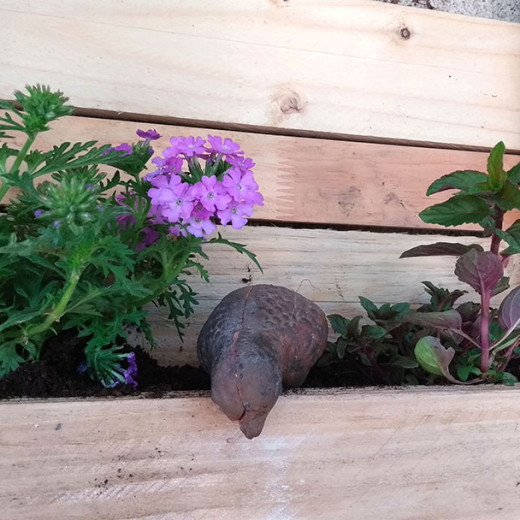 Palette jardin aromatique (5)