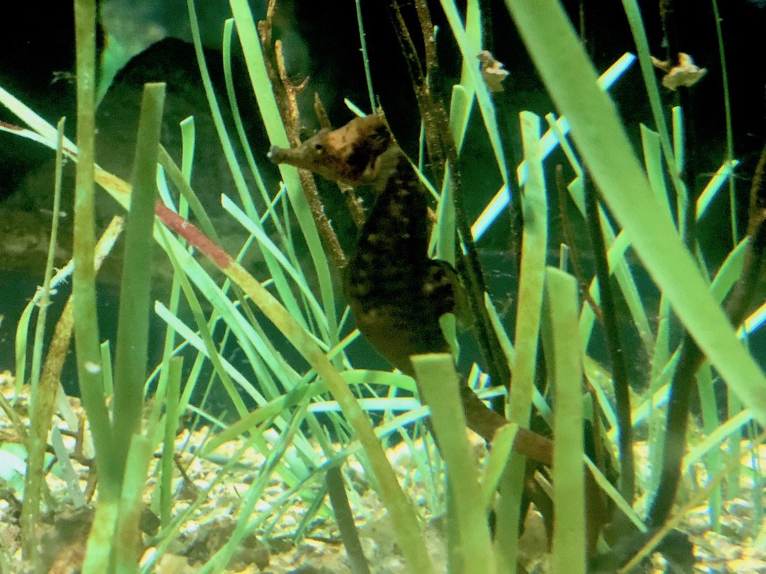 Planet océan aquarium de Montpellier.